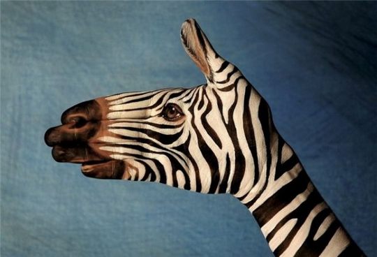 zebra_guido_daniele - eh